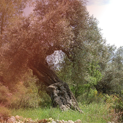 תהלוכה